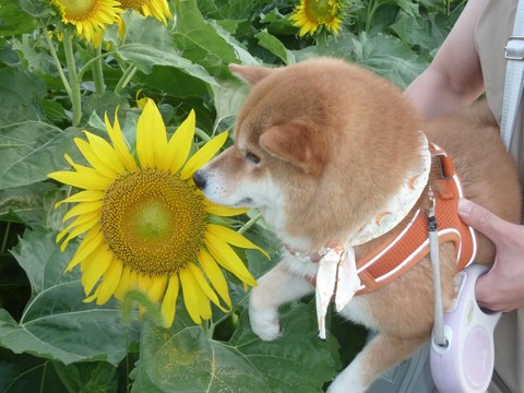 迷你世界向阳花怎么种